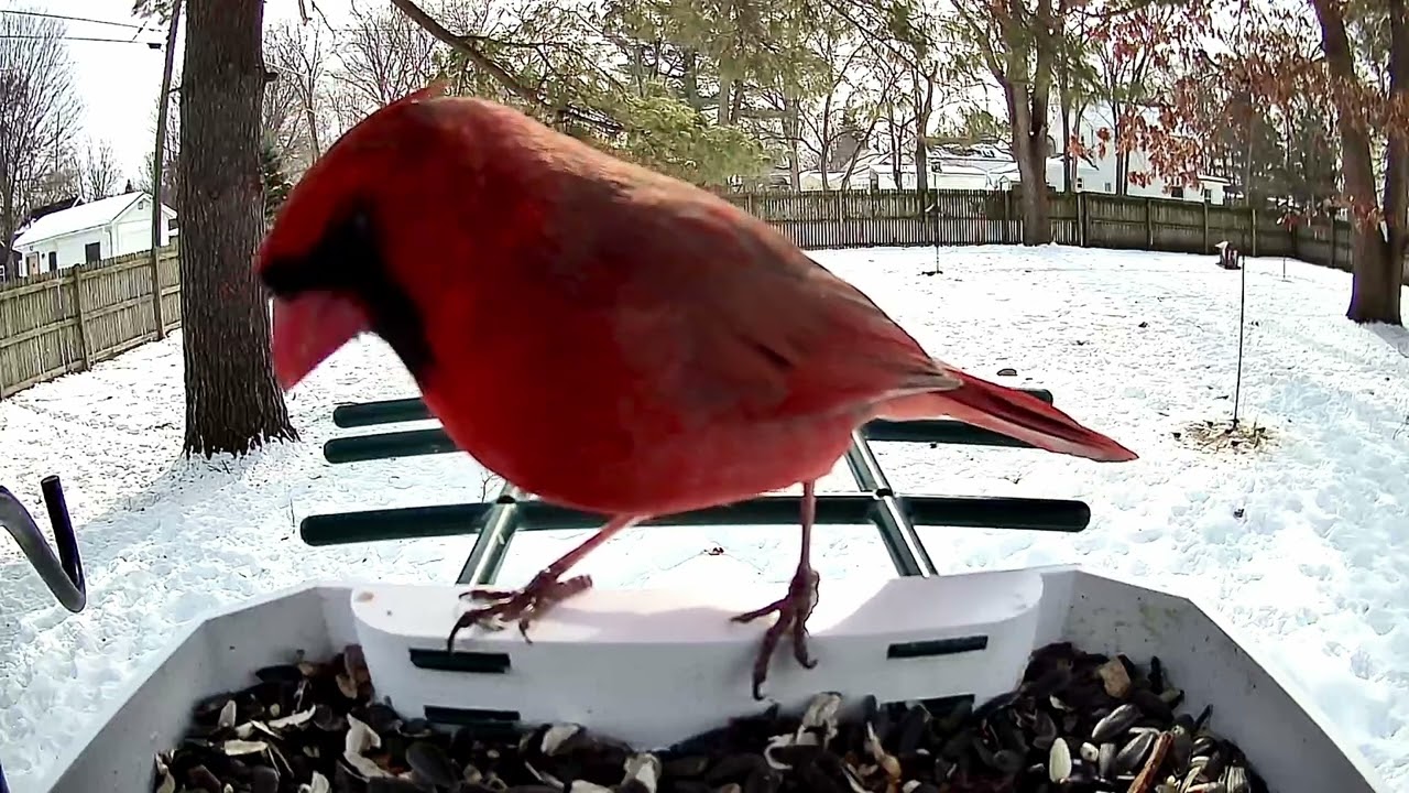 Northern Cardinal