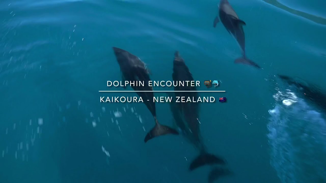 Swimming with Dolphins | Kaikoura - New Zealand 🇳🇿 By. Ignacio Maldonado