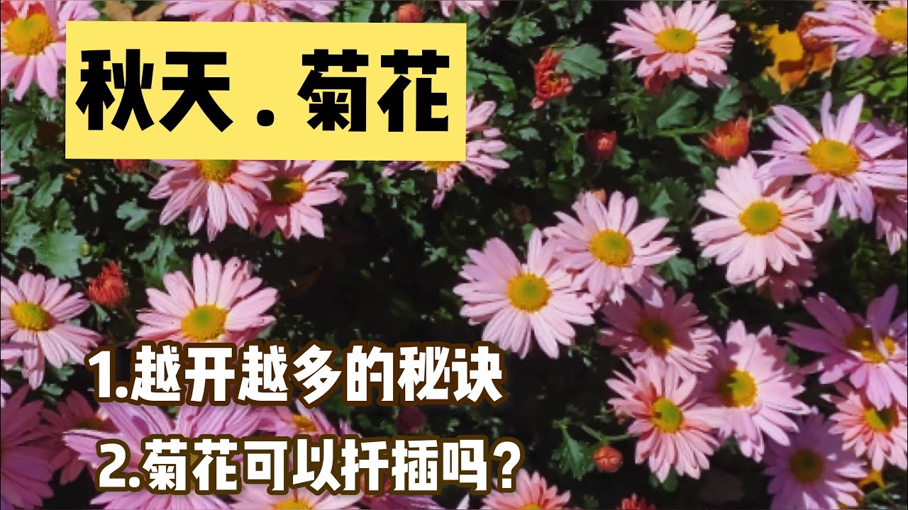 菊花越开越多的秘诀，菊花能扦插吗？