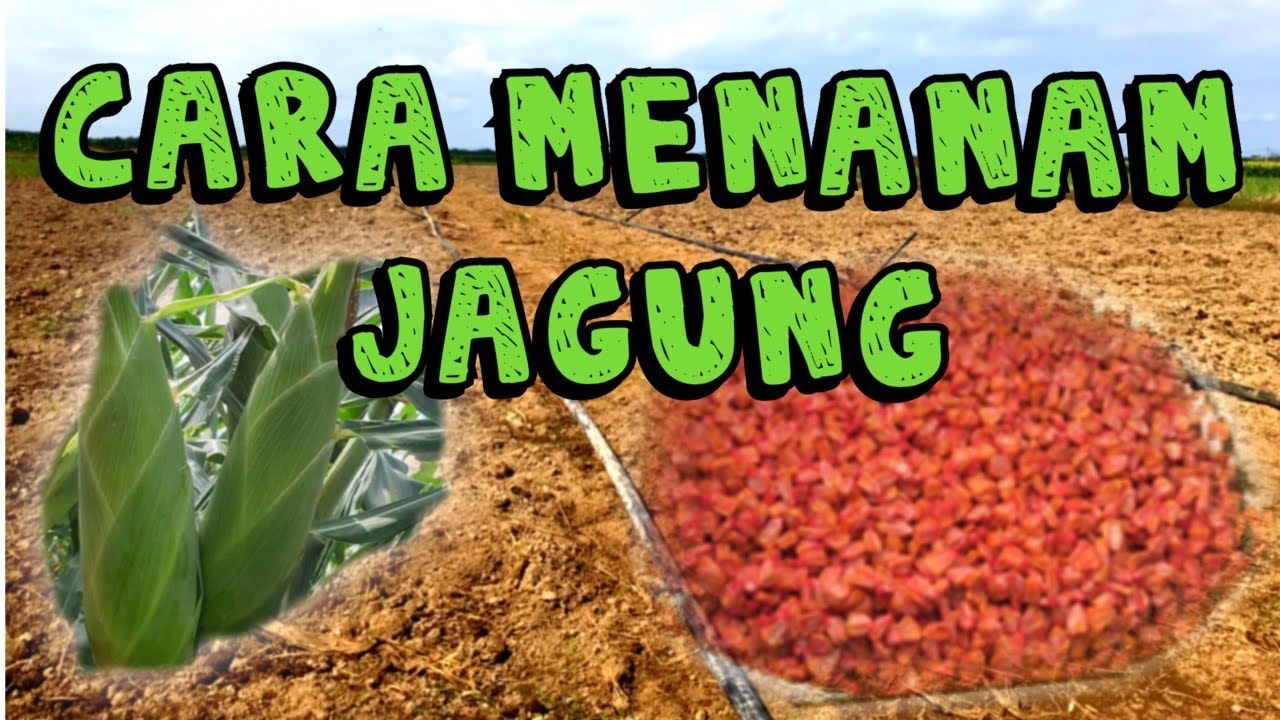 Tips & Cara Menanam Jagung Manis