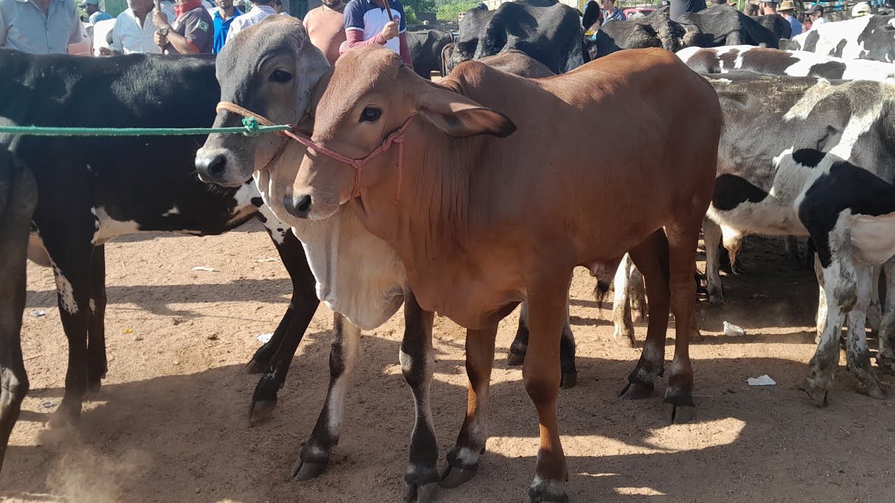 Feira do gado Buíque do dia 14/03/2026