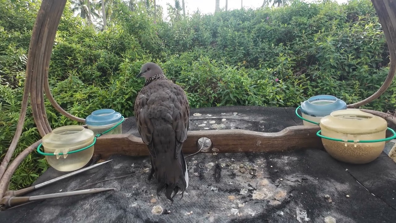 Suara ini mendekatkan burung liar