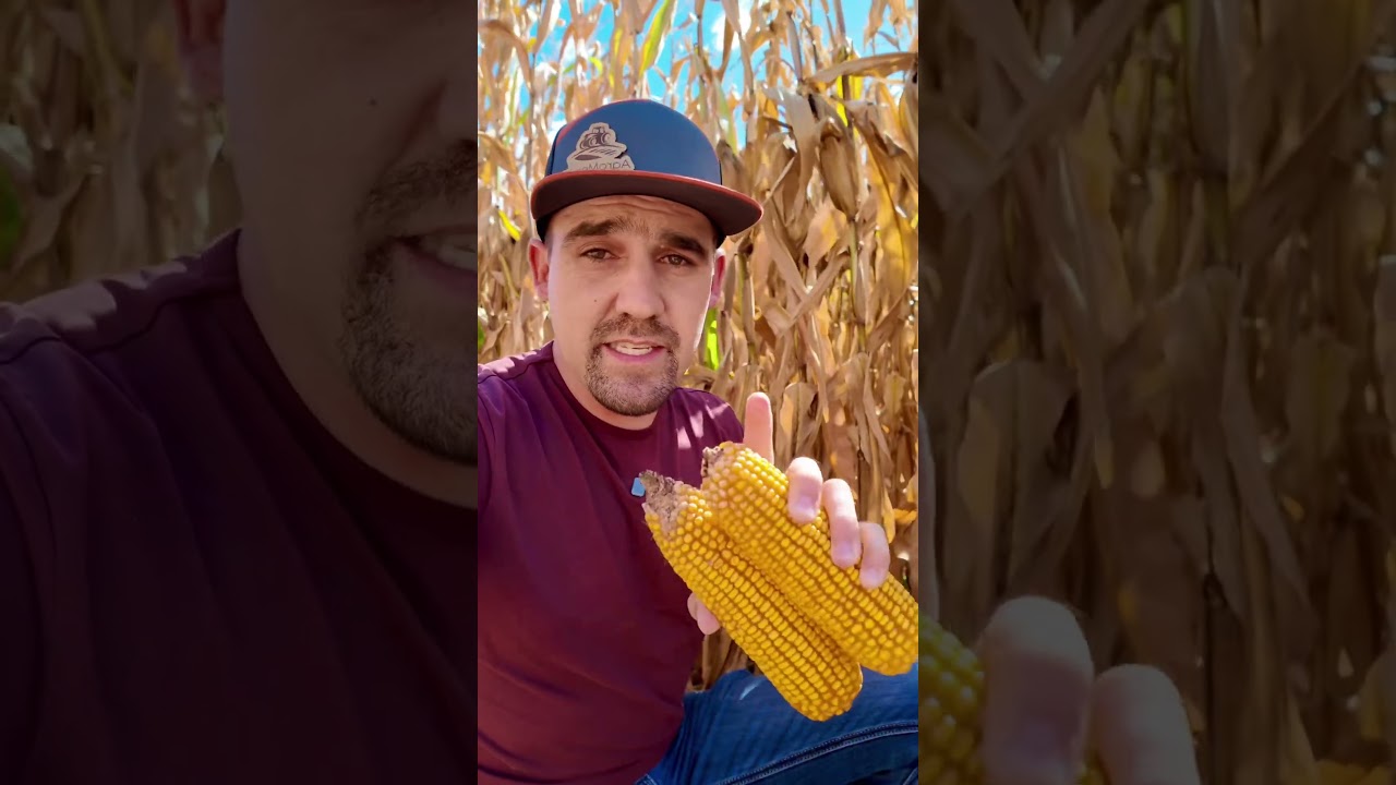 Realidad? 🌽 El maiz h&iacute;brido que rinde 17 toneladas por hect&aacute;rea en Chihuahua Mexico! #agricultura