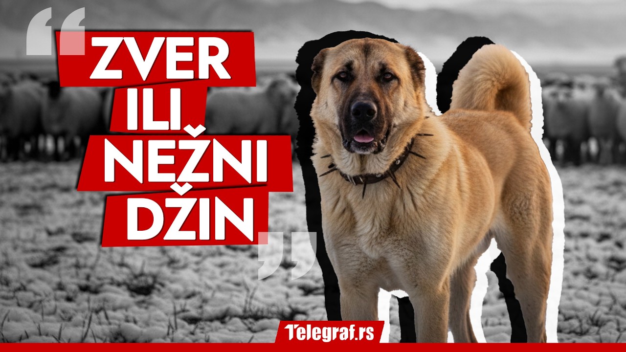 Kako prepoznati pravog turskog kangala: Odgajivačnica iz Kragujevca otkriva sve o ovim psima