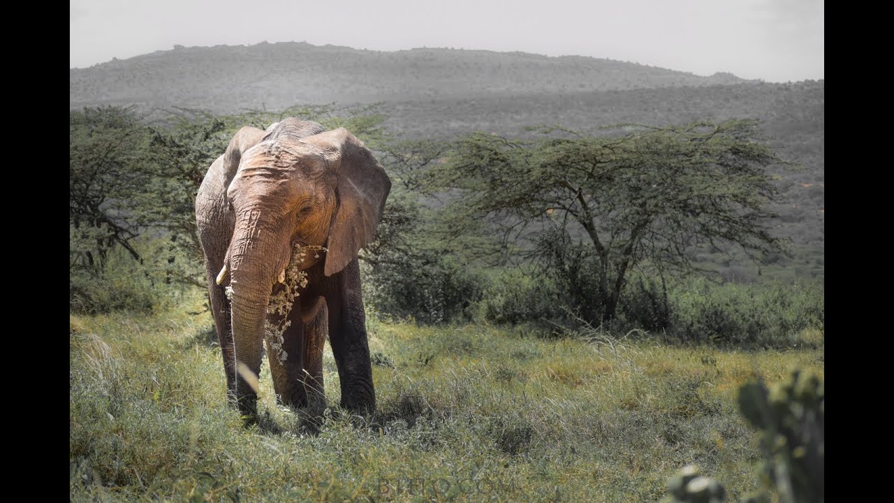 Ol Jogi Conservancy - The Only Bear in Africa