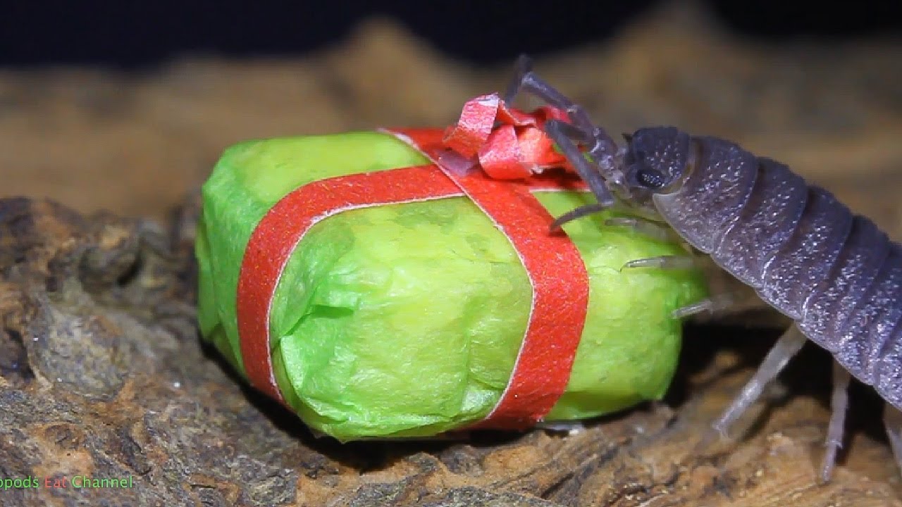 Isopods Eat Christmas Present