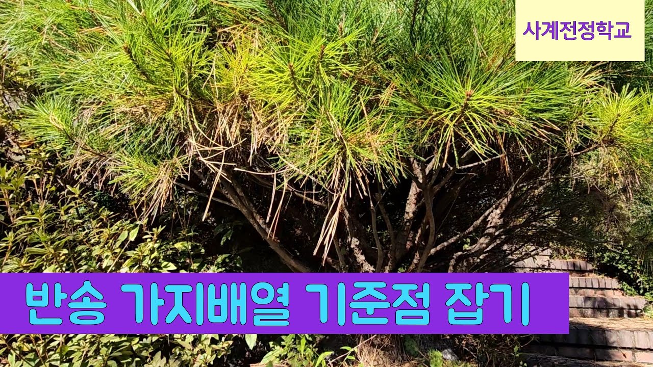 반송 가지배열 기준점 잡기  #150사계전정학교 23 10 25