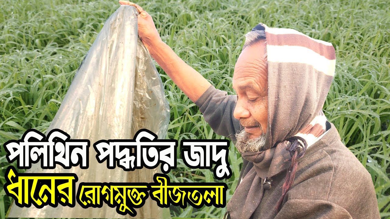 ধানের সতেজ বীজতলা পেতে যা করবেন I anonto agro