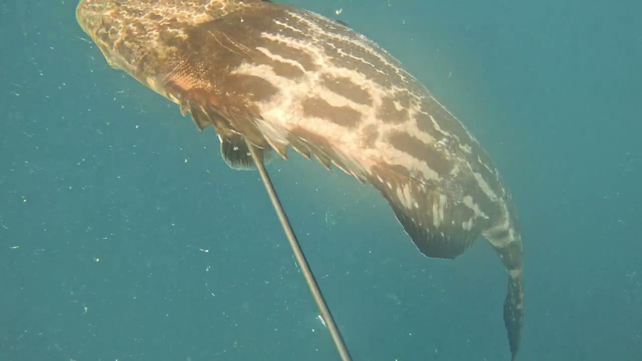BLACK GROUPER / RED GROUPER speed bounce @110ft