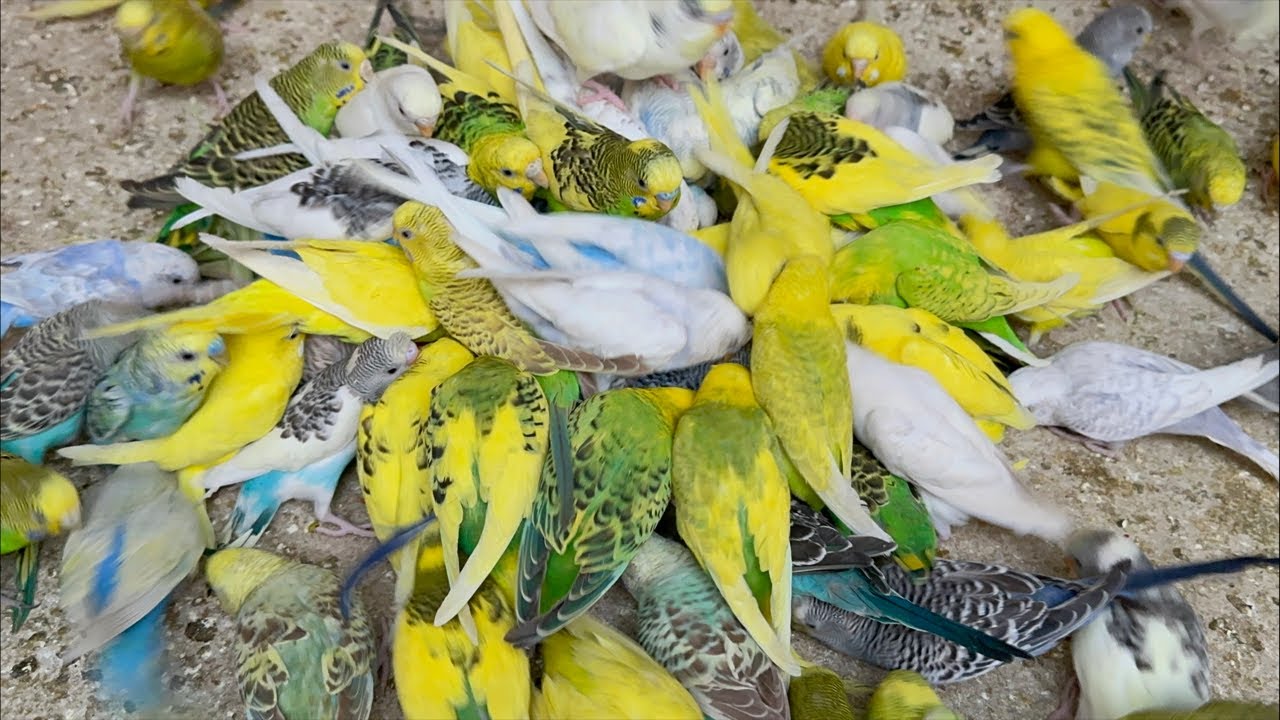 Most Hungry Budgies Getting Evening Diet Treat Feeding to their Chicks and laying eggs