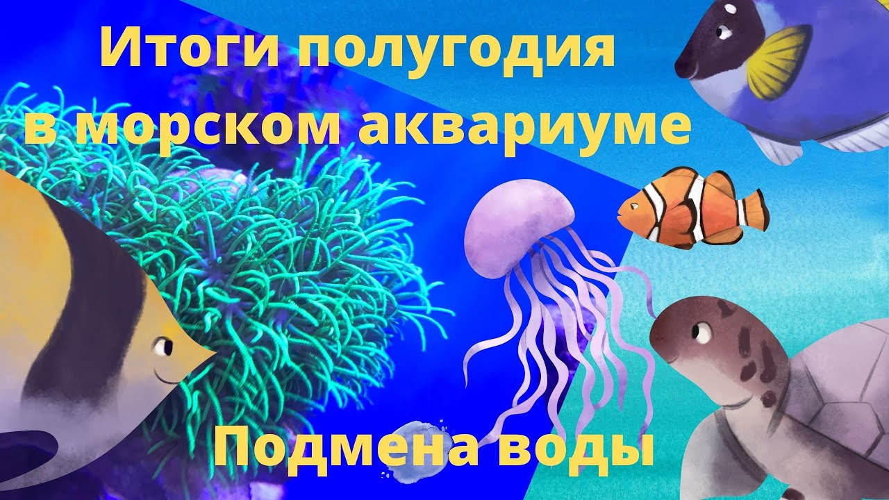 Часть 6 Итоги полугодия в морском аквариуме