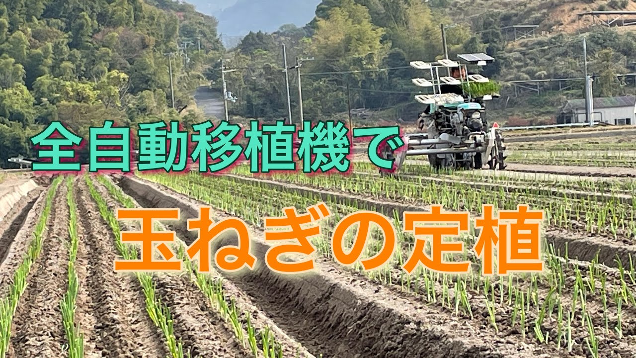 玉ねぎ定植スタートです♪  21/11/19