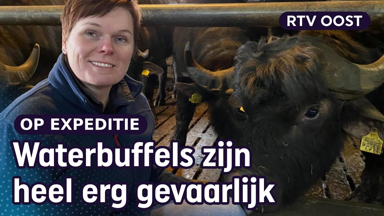 Boerin Carina houdt geen koeien maar waterbuffels: 