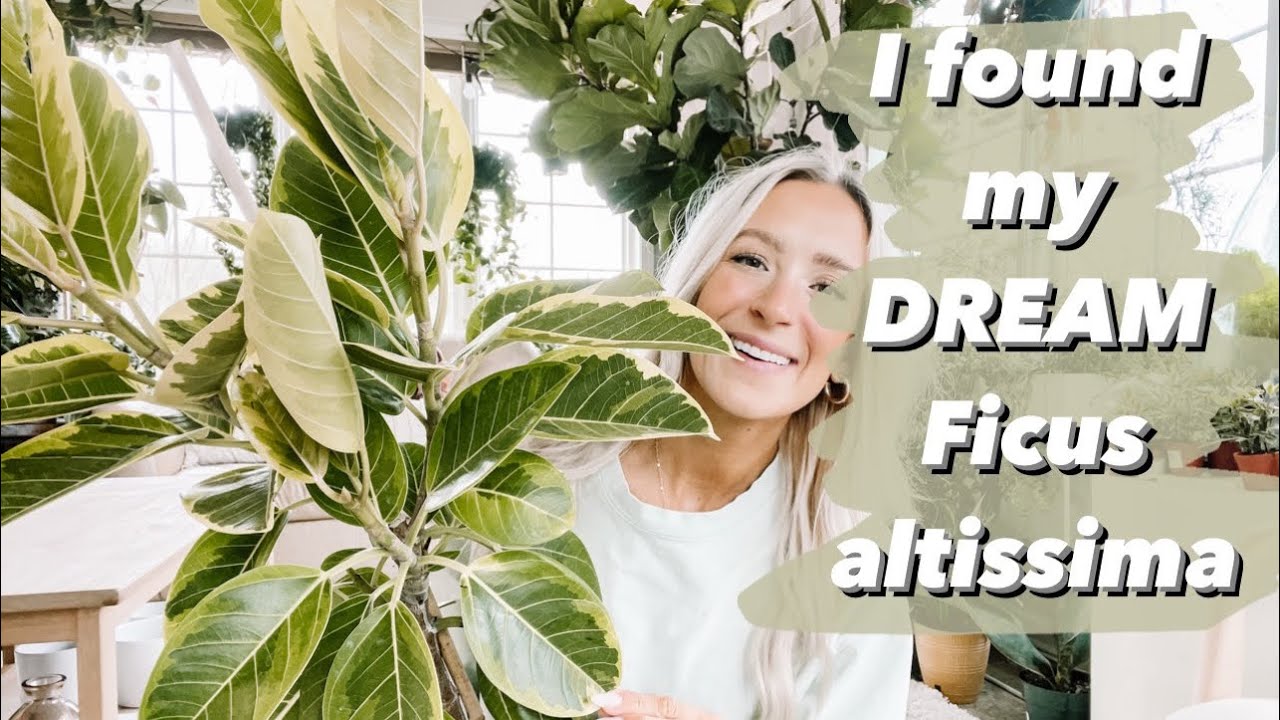 Come plant shopping with me | I found my ✨DREAM✨ Ficus Altissima!