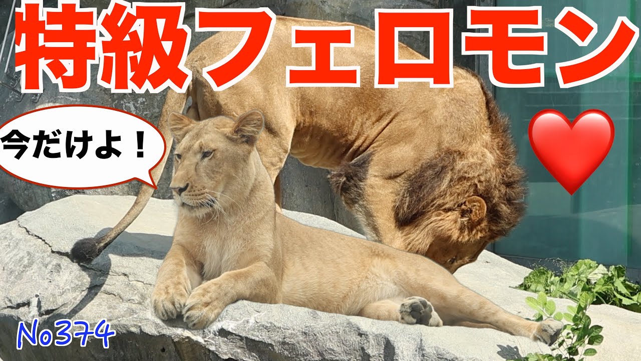 No374　イトの特別なフェロモンを辿って・・・【円山動物園ライオン 】　#lion   #オリトファミリー　#zoo
