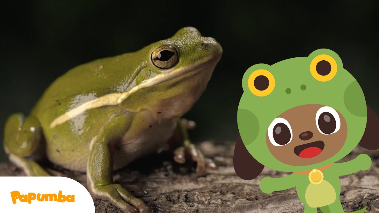 CONHE&Ccedil;A OS ANIMAIS MAIS PEGAJOSOS 🦎 | V&iacute;deos de aprendizagem para crian&ccedil;as | Papumba para crian&ccedil;as