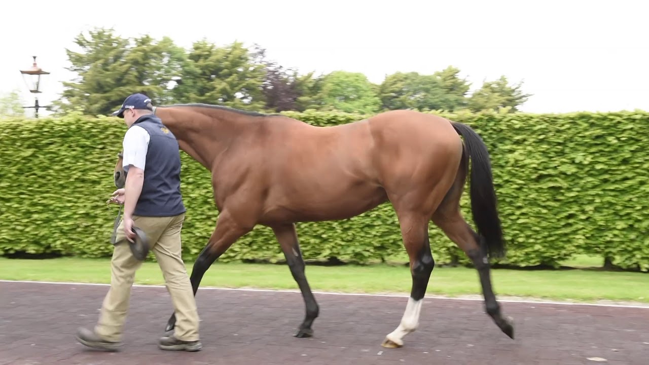 Saxon Warrior at Coolmore Ireland