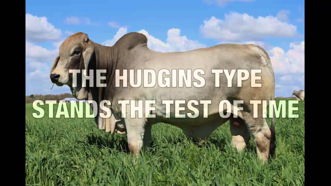 J.D. Hudgins Traditions 2016 Online Sale March 28 - March 30