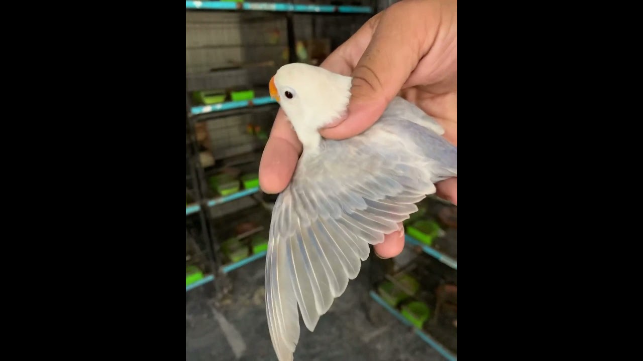 D Blue Pallid Fischeri Male #mutation #bird #pale #lovebird #agapornis #lovesign #parrot #lovebirds