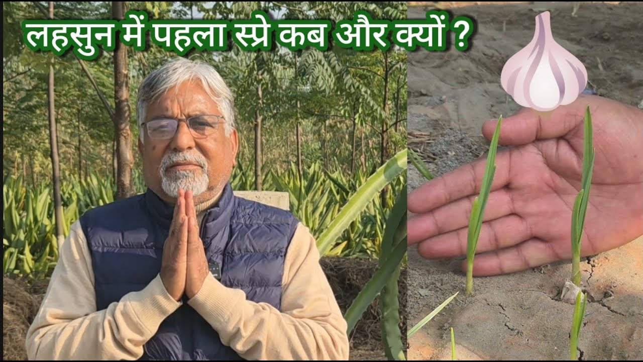 469. लहसुन 🧄 में पहला स्प्रे. First spray of garlic crop.