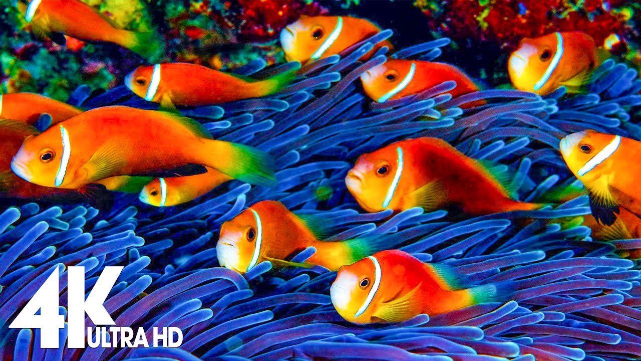 The Best 4K Aquarium for Relaxation 🐠 Relaxing Oceanscapes - Sleep Meditation 4K UHD Screensaver