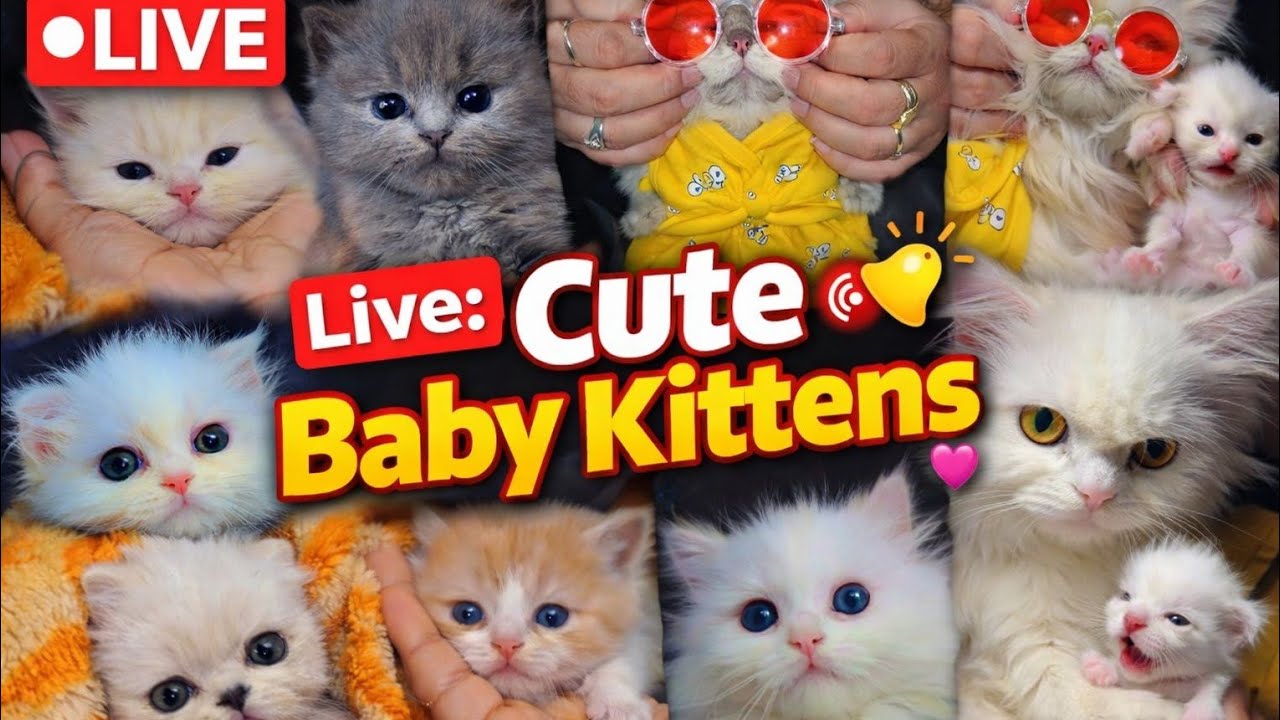 Cute   kitten 🐾 Live 🤩 [40] #cat #ytshorts #livestream #live #foryou #viralvideo #youtubeshorts