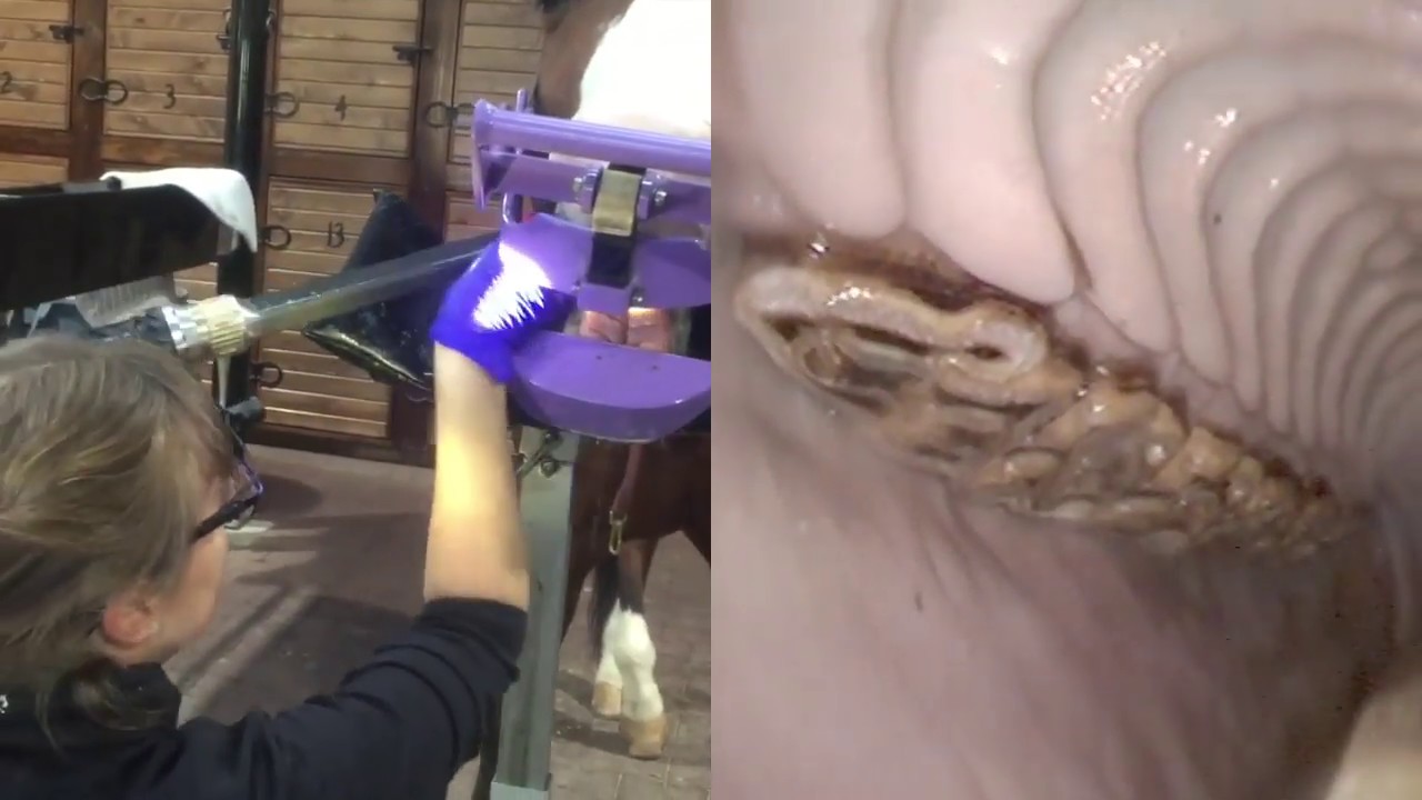 Routine equine dental exam and occlusal adjustment