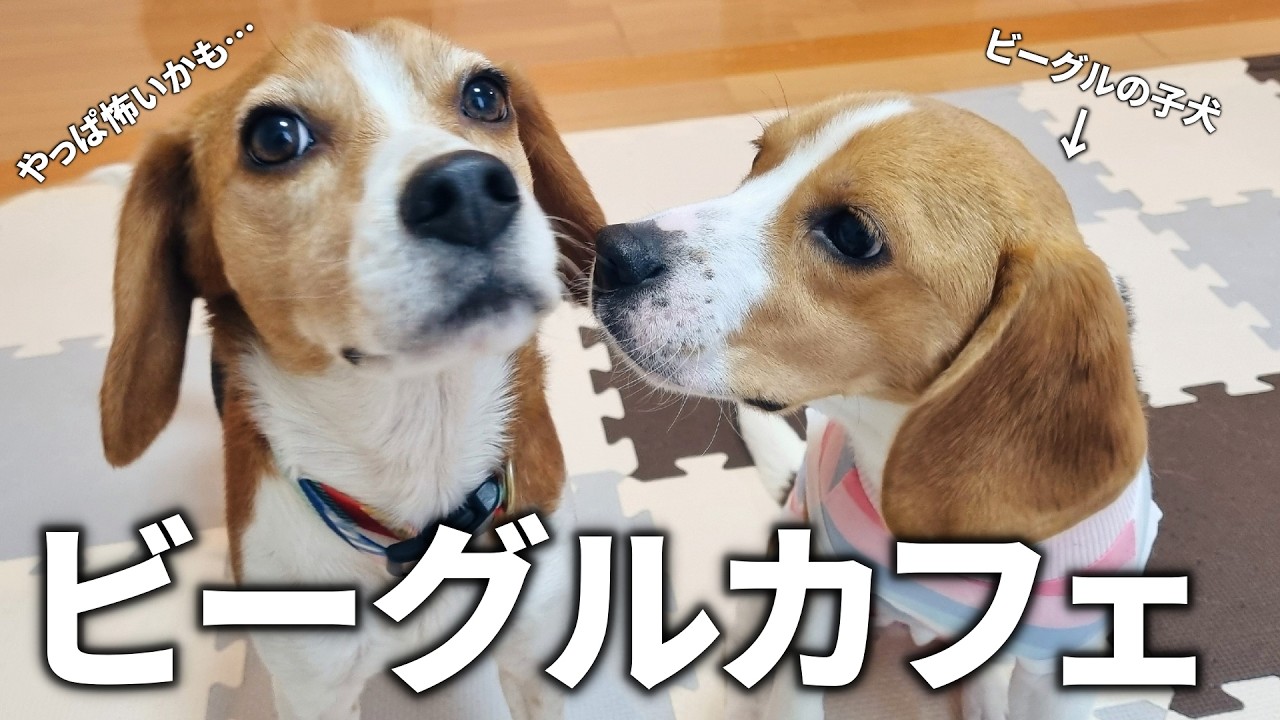 【悲報】ビーグルカフェが大嫌いな看板犬の様子がこちら…