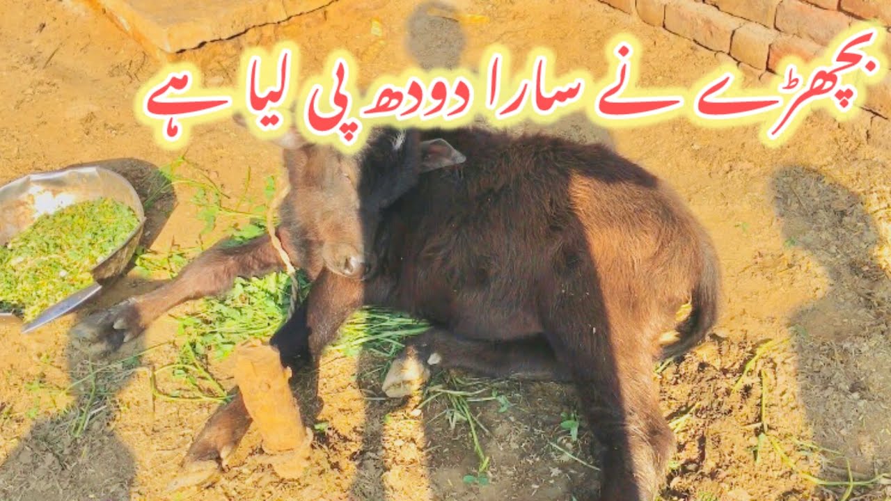 Bachry ne dodh pe lia 