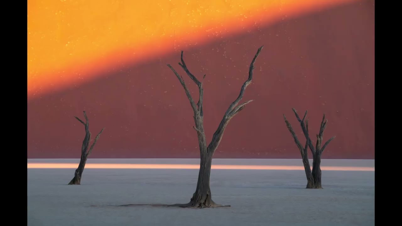 three dead trees - bunker9