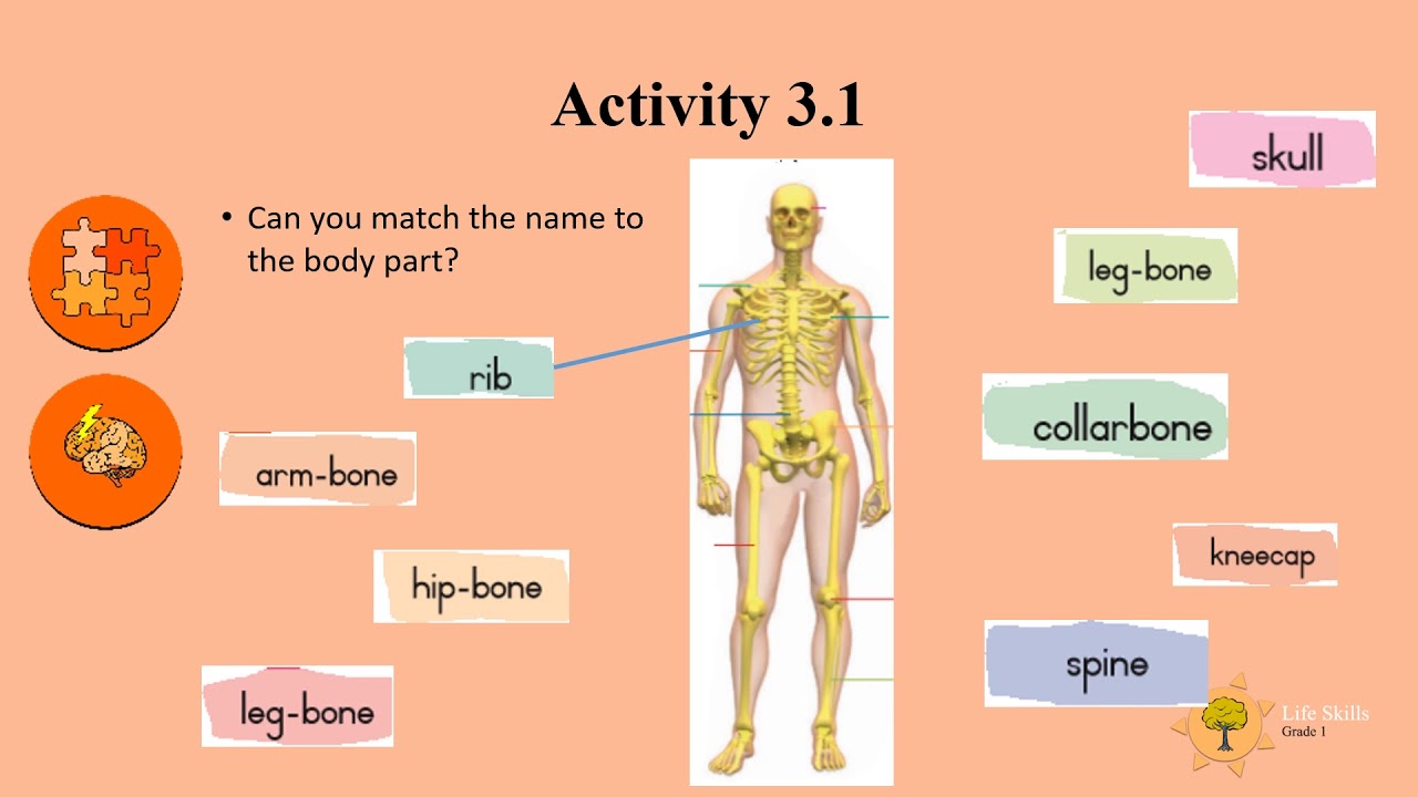 Gr 1 Life Skills Parts of your body that help you breathe 26