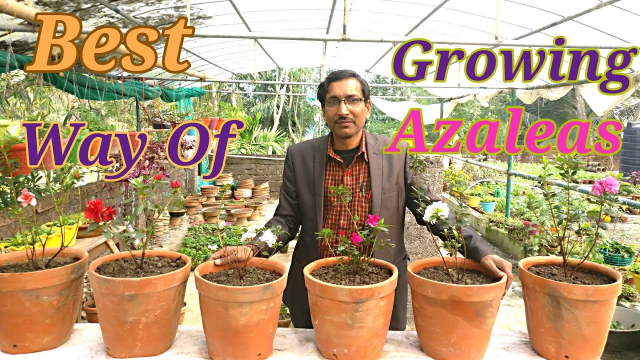 The Best Way of Growing AZALEAS.