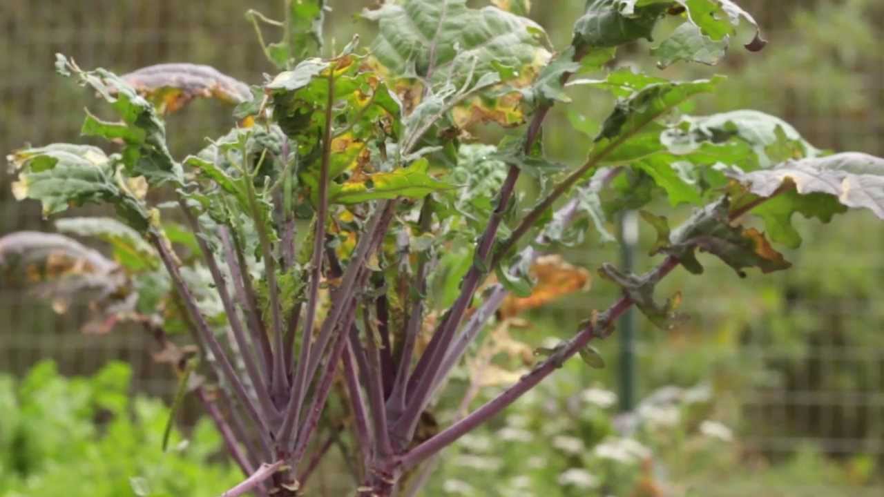 YEAH Kids From Garden to Market