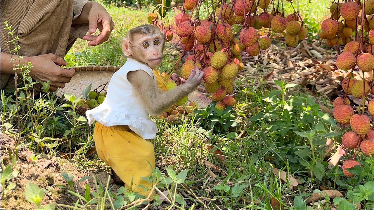 Monkey YuYu Suddenly helps Mom Harvest Lychees at the farm