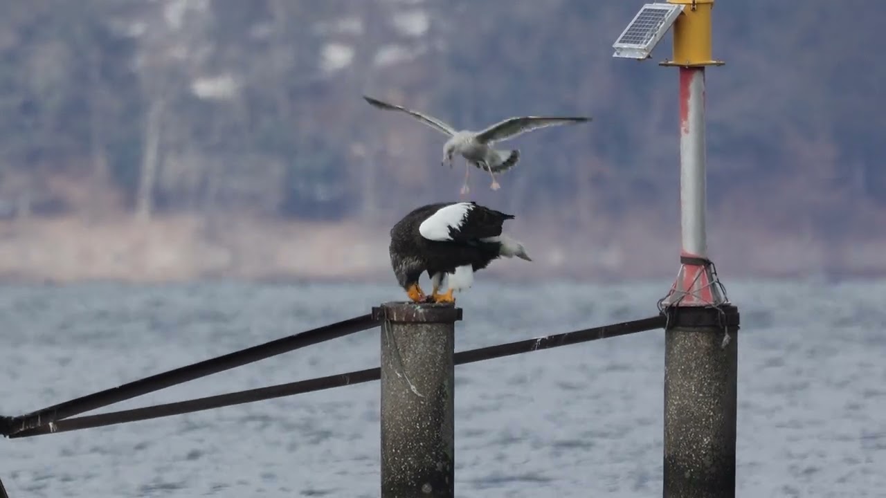 ばあちゃんのランチon取水塔　オオワシ　野鳥　Steller's sea eagle　wildbirds