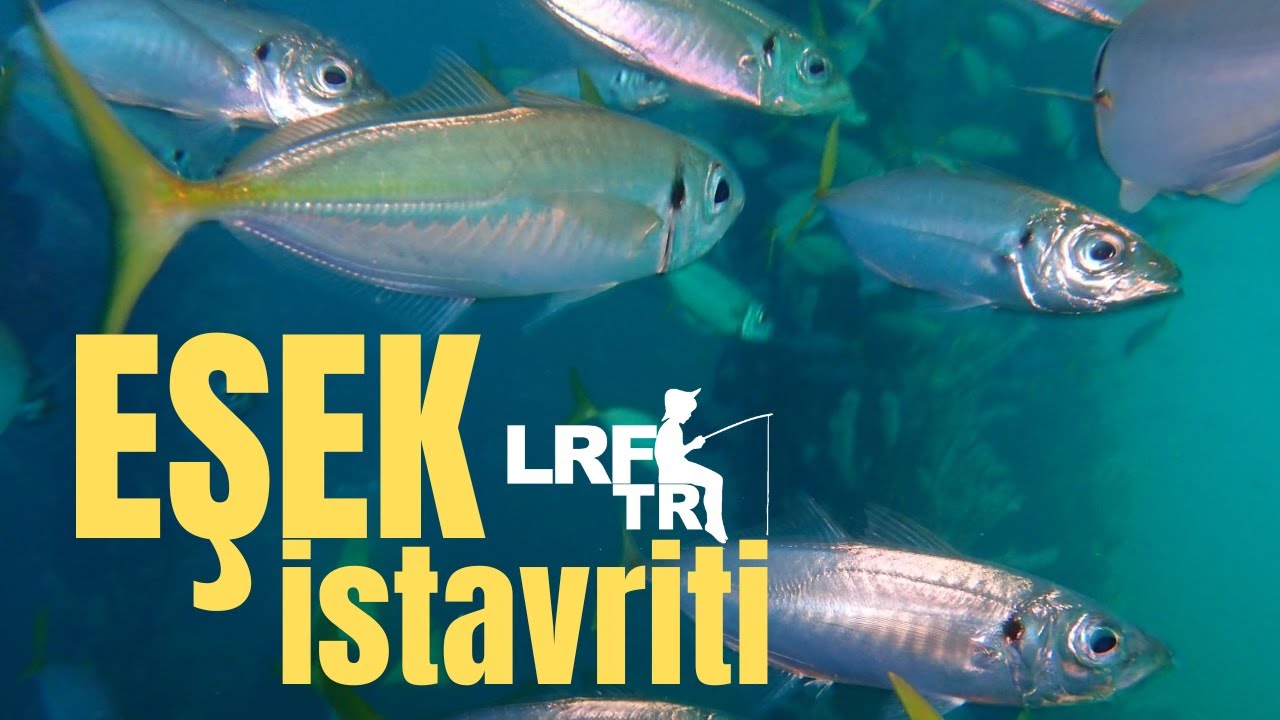 LRF ile Eşek İstavriti: Horse Mackarel Fishing