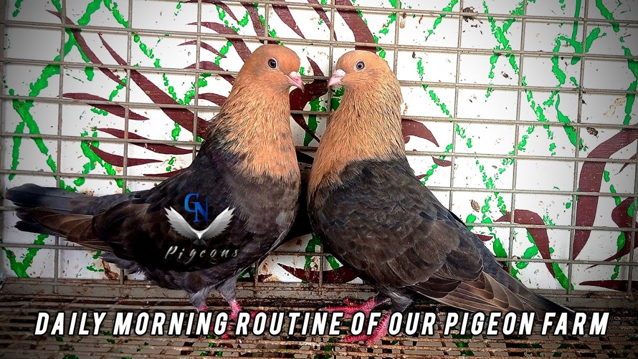 Daily morning  routine of our farm || GN Pigeons || GN Pigeon Farm ||