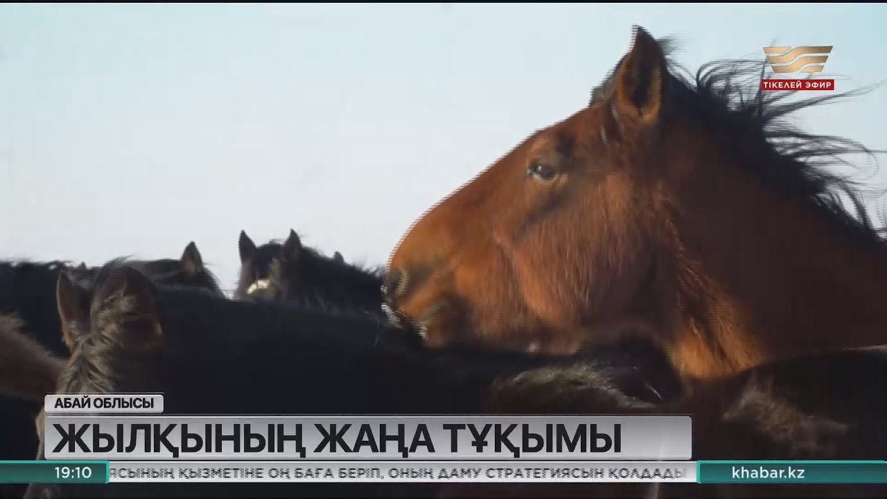 Абай облысында жылқының «Бесқарағай» атты жаңа тұқымы пайда болды