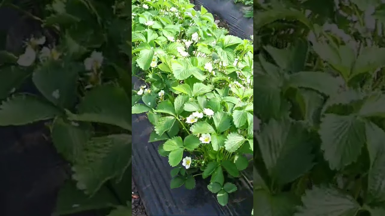 Агроном клубничник на участке по агросопровождению, сорта Клери и Априка