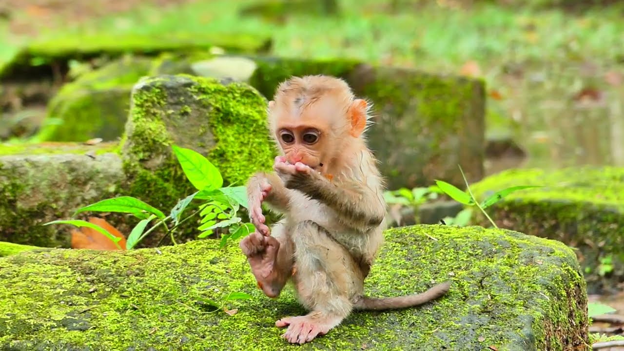 Best clip of Little monkey happy time eating food very yummy, They are so adorable family