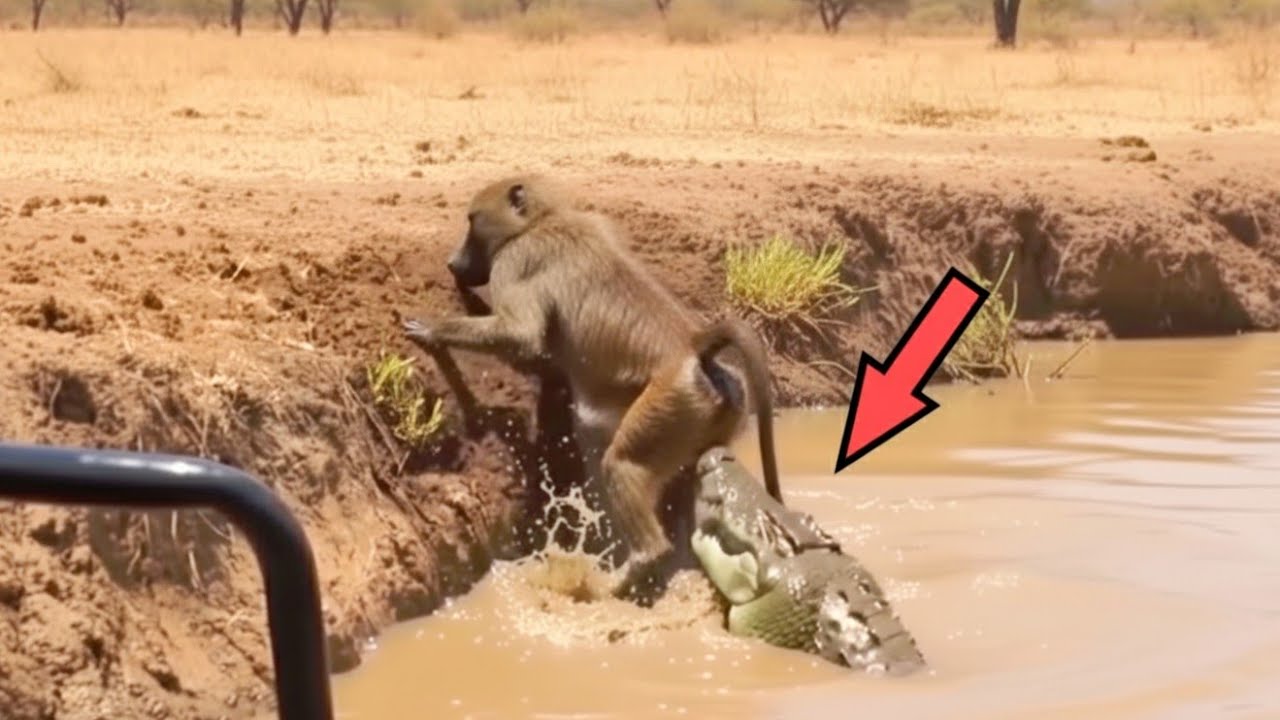​​21 Moments Incroyables de la Nature Sauvage Captur&eacute;s par Cam&eacute;ra