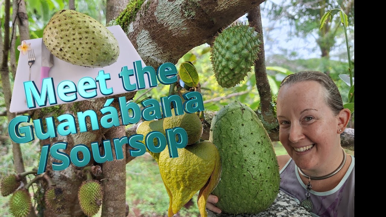 Tropical Fruits - The Guanabana or Soursop