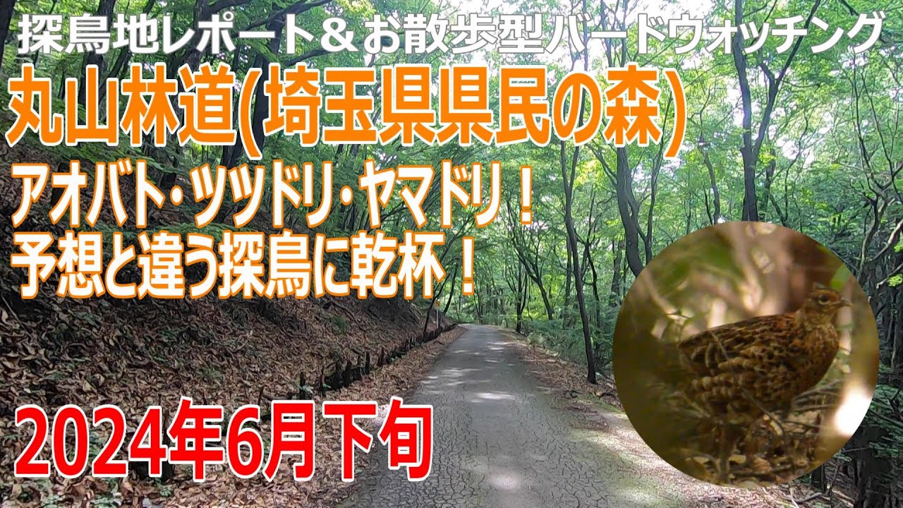 埼玉県県民の森(埼玉県)の探鳥地レポートです　アオバト・ツツドリ・ヤマドリ！予想と違う探鳥に乾杯！　2024年6月下旬