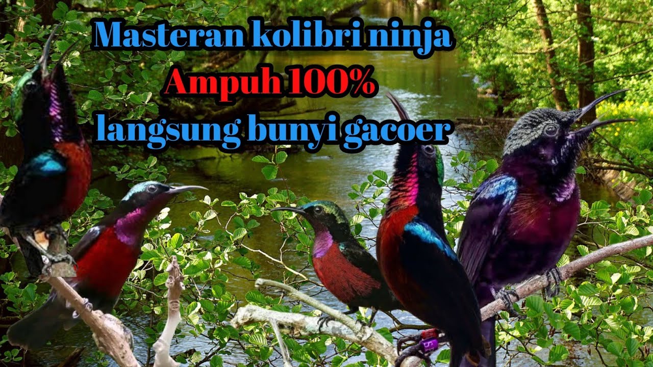 Masteran kolibri ninja gacor full isian tembakan mewah, cocok untuk isian burung juara🏆. 