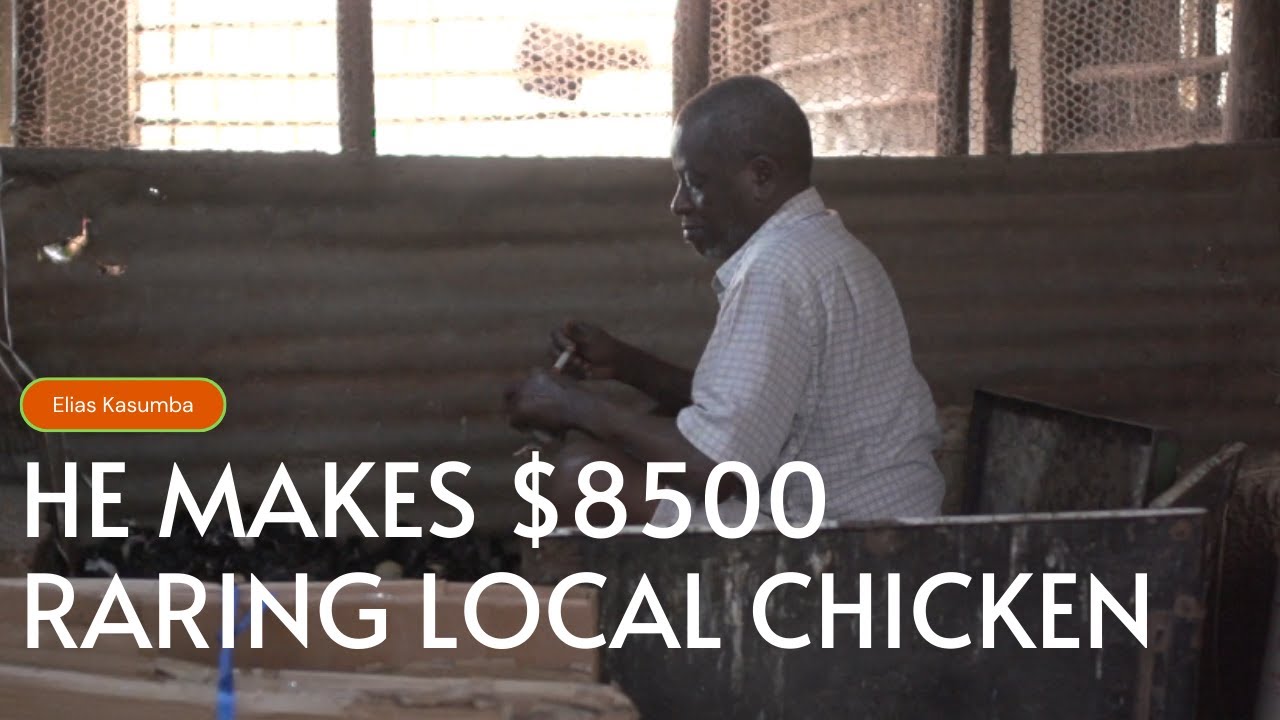 He specialized in raring local chicken and makes up to $8500 (#048) #chiken #farming #farmer
