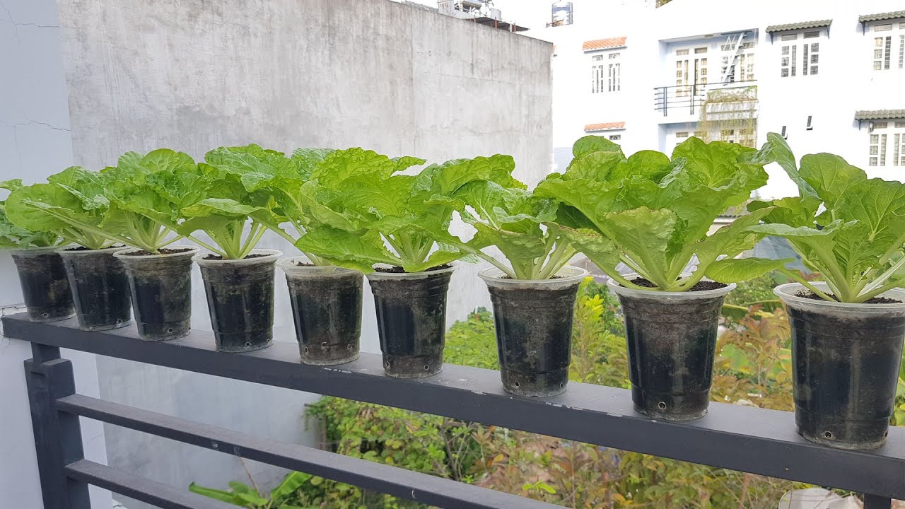 Không cần chậu, chỉ cần ly nhựa vẫn trồng được rau sạch tại nhà |No pot needed,just one cup can stil