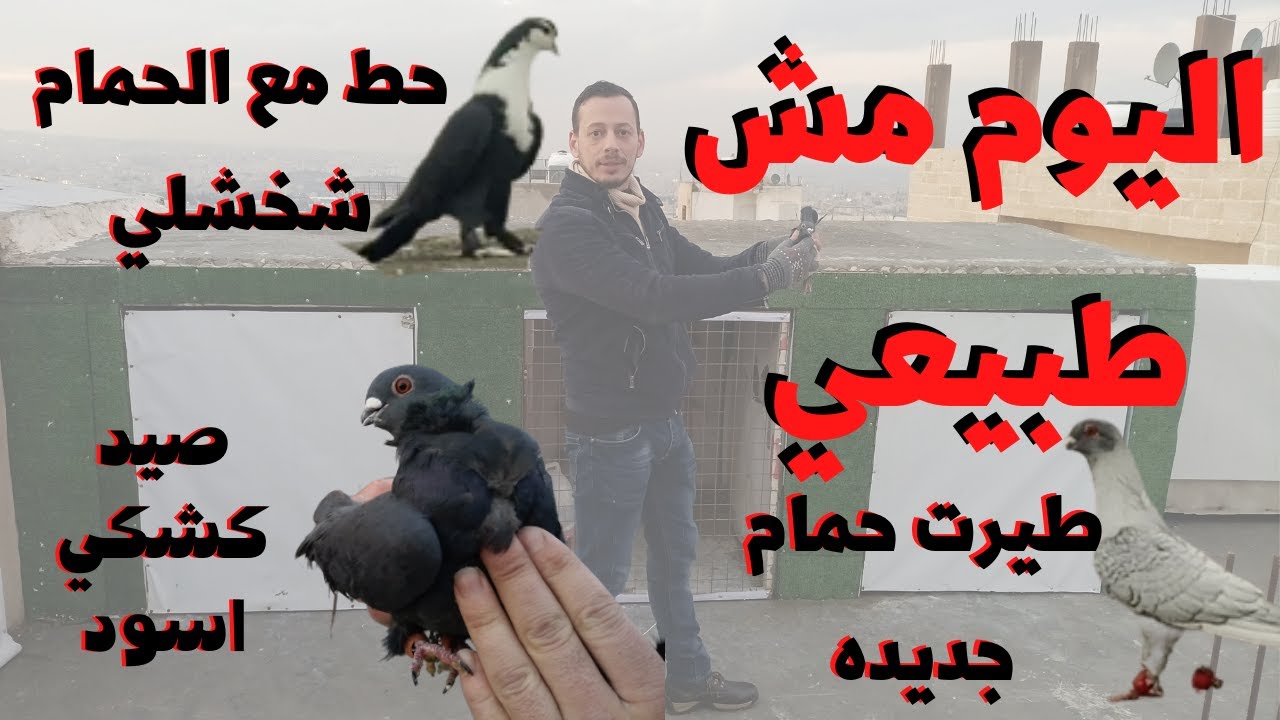 اليوم خرافي الحمام مشت صيد اليوم كشكي أسود وشخشلي أسودوفلتت طيور جديده