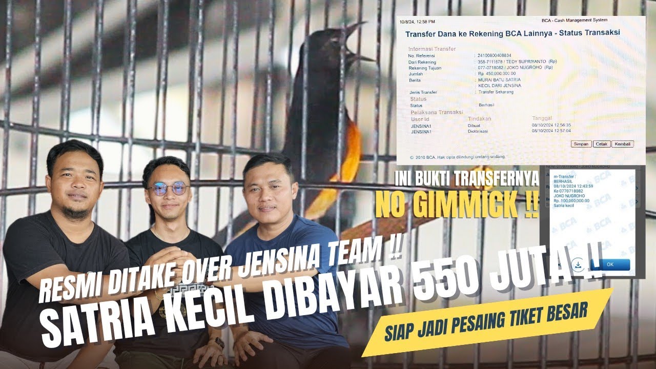 [ Murai Batu SATRIA KECIL ] Super Deal Akhir Tahun‼️Jensina Team Bayar 550 Juta No Gimmick