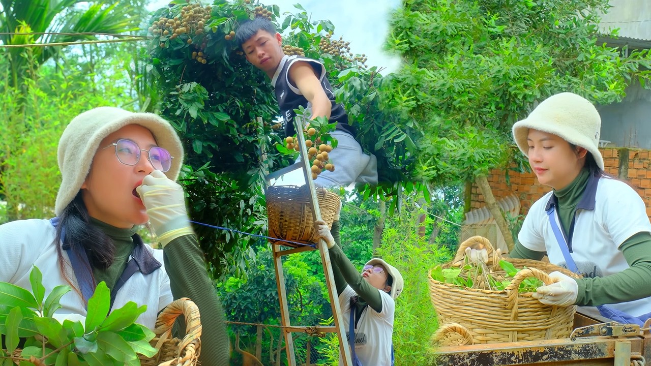 Harvesting a Giant Longan Tree | Farm Life with My Best Friend, Market Selling & Winged Bean Pruning