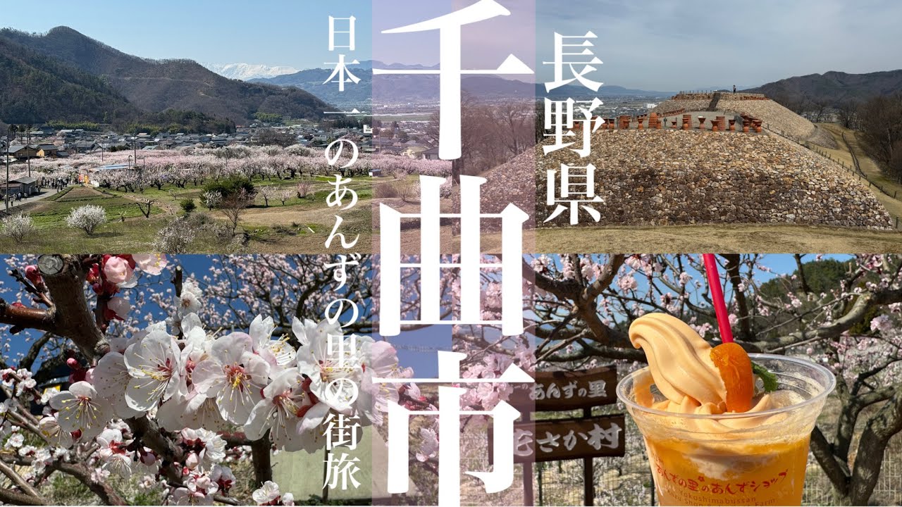 千曲市【長野県民と巡る観光と地元グルメ】春にしか見られない景色がある『日本一のあんずの里』で甘酸っぱい杏を食べられる千曲市！